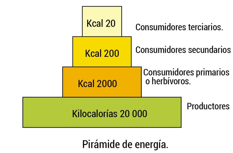 Pirámide de Energía