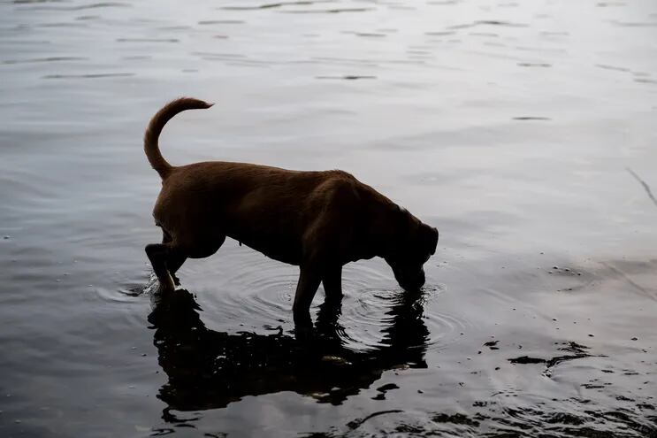 Con las vacunas adecuadas, el perro puede saciar ocasionalmente su sed en un lago sin problemas.