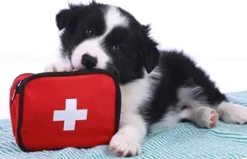 Cuando nuestras mascotas sufren algún tipo de accidente es importante administrarles los primeros auxilios y luego acudir urgentemente al centro veterinario.