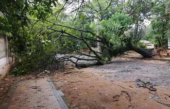 Árbol caído cierra una calle en Asunción.