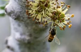 Una abeja recogiendo el polen de la flor del algarrobo.