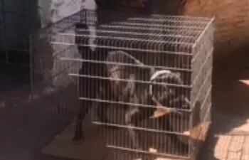 La Dirección Nacional de Defensa Animal rescató a Box, un can encontrado en un procedimiento de la Senad.