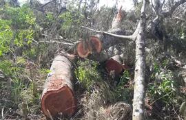 Se encontró varios árboles talados dentro de la propiedad intervenida.