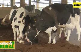 Abc Rural: Nacimiento de ternera de leche y uso de semen sexado