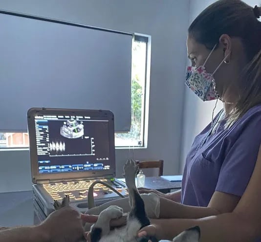 La veterinaria María Soledad Sánchez Duarte especialista en ecografía o ultrasonografía (USG).