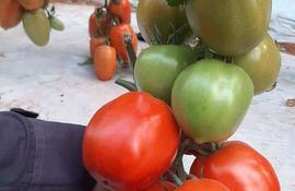 Cultivo de tomate, de la zona de Tres de Febrero, Caaguazú. Imagen tomada el 28 de setiembre de 2021.