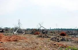 desalentador-panorama-de-la-naturaleza-en-el-distrito-de-general-resquin-en-el-departamento-de-san-pedro-la-deforestacion-avanza-sin-pausas-mient-205155000000-1137841.jpg