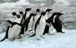 pinguinos-65537000000-1429716.jpg