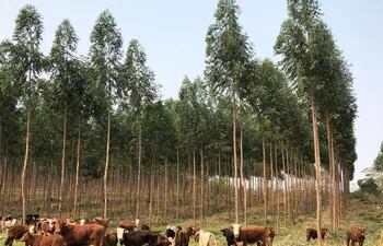 Producción forestal  en sistemas agropecuarios tradicionales