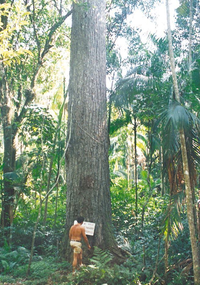 Árboles nativos más grandes del Paraguay serán premiados Locales
