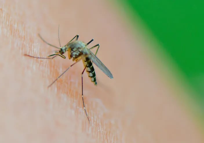 Un ejemplar de mosquito Aedes vexans.