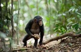 chimpance-105903000000-1510311.jpeg