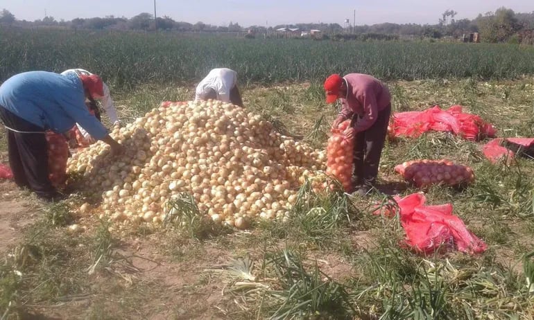 Productores de Paraguarí, tienen aún en finca más de 7 millones de kilos de cebolla que no consiguen mercado.