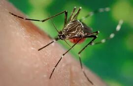 La malaria es transmitida por la picadura de mosquito.