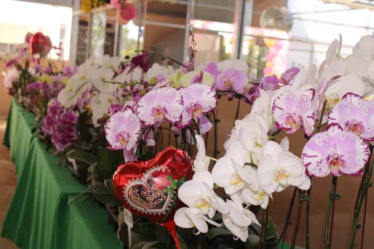 Feria de orquídeas con más de 80 especies en exposición
