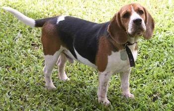 la-raza-beagle-185521000000-1811248.jpg