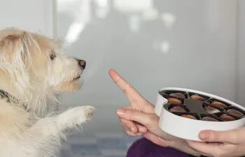 El chocolate es un alimento muy peligroso para nuestras mascotas, en especial para los perros.
