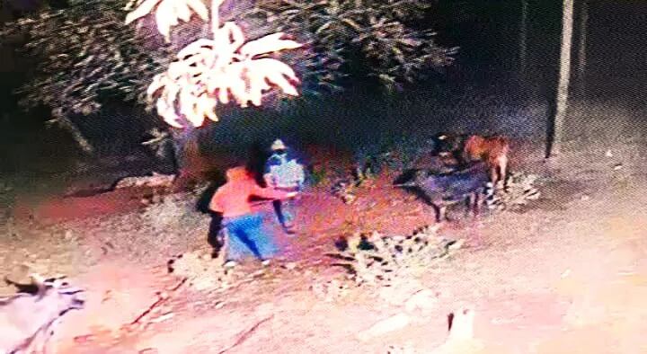 En la cámara se observa a dos hombres que se llevaron dos vaquillas, pero luego abandonaron tras ser perseguidos por un vecino de la víctima.