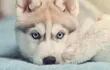 Los perros de raza husky tienen el color de su pelaje muy variado y los ojos claros, generalmente azules y otras veces uno distinto al otro, que hacen que esta raza sea una de las preferidas a la hora de adoptar una mascota.