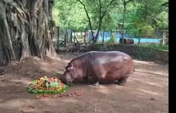 Así celebraron el cumple del hipopótamo "Rayito de Sol"