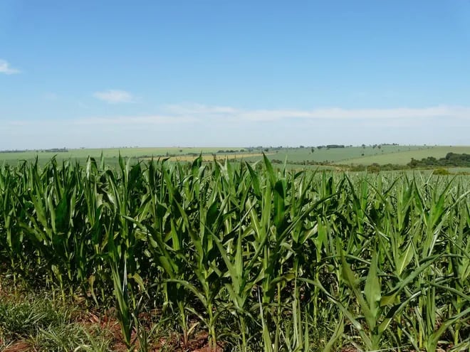 El cultivo del maíz es susceptible a sufrir daños por heladas, que este año podría afectar fuertemente debido al retraso general en la siembra.