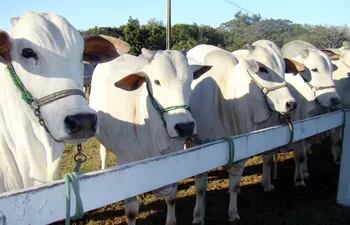 Perú autoriza importación de semen congelado bovino desde Paraguay