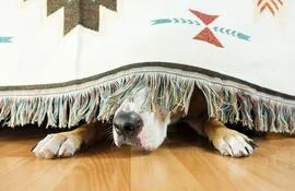 Atemorizado por el estruendo de los fuegos artificiales, un perro se esconde debajo de la cama.