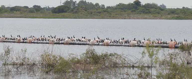Las aves migratorias dispersan la gripe aviar, según Senacsa.