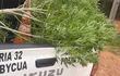 Hallan planta de marihuana en Capiatá