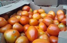 Productores ofrecen tomate a G. 9.000.