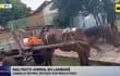 Rescatan a animal maltratado por un reciclador, en Lambaré.