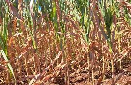 Parcela de maíz zafriña, de la zona de Natalio, Itapúa. Imagen del 29 de marzo de este 2023.
