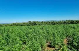 Plantaciones de marihuana detectadas en la zona conocida como San Fernando del distrito de Capitán Bado.