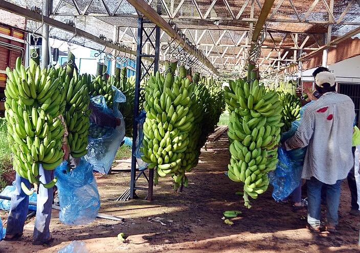 La producción de banana es vital para este municipio.