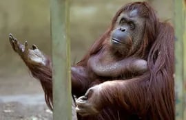 sandra-una-orangutan-de-29-anos-del-zoologico-de-buenos-aires-en-torno-a-la-cual-se-desarrolla-una-batalla-juridica-que-podria-ampliar-el-concepto-194800000000-1275675.jpg
