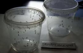 mosquitos-transmisor-del-zika-225304000000-1419876.JPG
