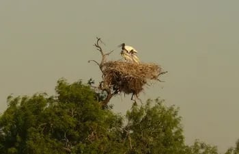 Nido de ave de tuyu cuartelero en la copa de un árbol en la reserva natural Defensores del Chaco.