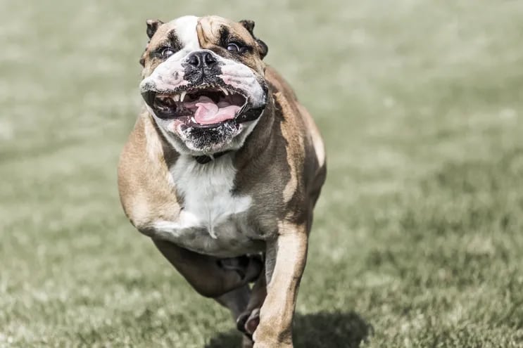 Un perro bulldog corriendo (imagen ilustrativa).