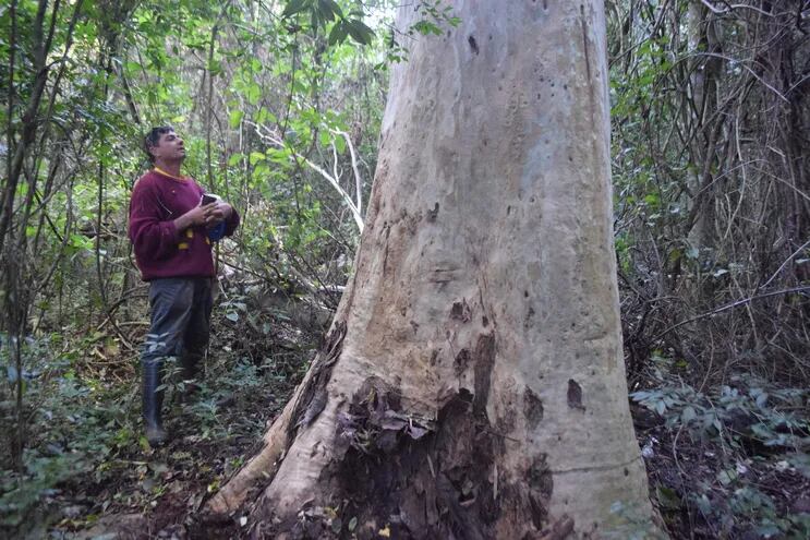 El tronco del eucaliptus que se cree fue plantado en medio del bosque por el sabio Moisés Bertoni, hace más de 100 años.