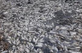 Mortandad de peces en riacho Montelindo