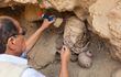 Un arqueólogo trabaja en el inédito hallazgo en la región de Cajamarquilla, Perú.