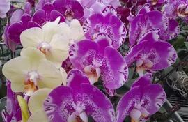 La producción y venta de Orquídeas, se ha vuelto muy rentable en la zona de Cabañas.