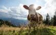 activistas-alemanes-exigen-eliminar-los-cencerros-porque-las-vacas-sufren--120401000000-1368289.JPG
