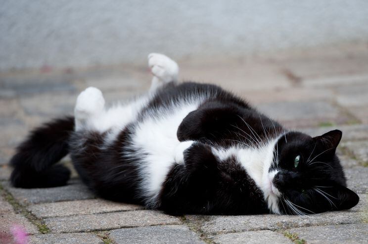Especialmente los gatos con sobrepeso se ven afectados con frecuencia por la diabetes del tipo 2.