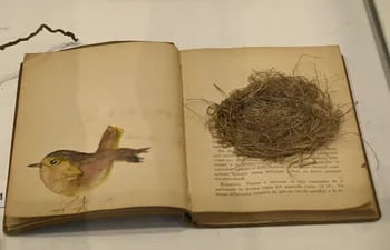 Exposición de Noelia Buttice, El mundo es un nido.