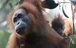 orangutanes-145213000000-1645297.JPG