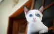 Muchos gatos blancos son sordos y si tienen los ojos azules, hay mas probabilidad de que lo sean en ambos oídos.