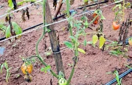 asi-se-encontraba-el-cultivo-de-tomate-el-jueves-ultimo-en-el-predio-del-comite-de-agricultores-agosto-poty-de-ypane--204532000000-1595189.jpg
