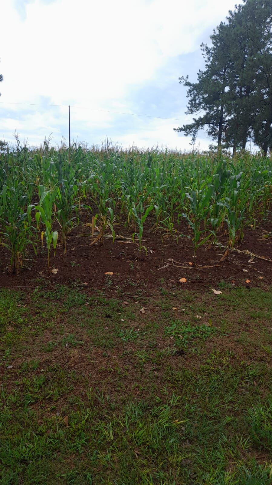 Un cultivo de maíz se ve reverdecido luego de las lluvias que se registraron el domingo y la arde de hoy, en la zona noreste de Itapúa.