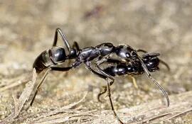 para-luchar-contra-la-sequia-las-hormigas-inventaron-la-agricultura-millones-de-anos-antes-que-el-hombre-segun-un-estudio-publicado-en-la-revista-b-204518000000-1576630.jpg